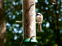 Finch in Bird Feeder