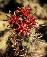 Desert Cactus Leaves