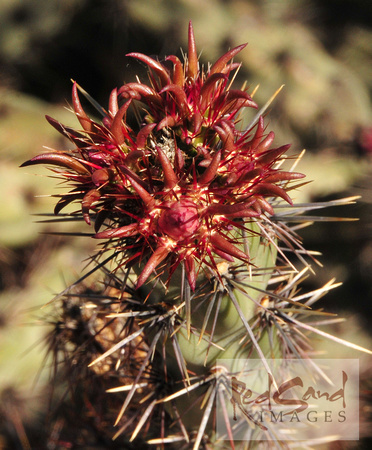 Desert Cactus Leaves