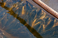 Walleye Fish in Net Awaiting Egg Stripping