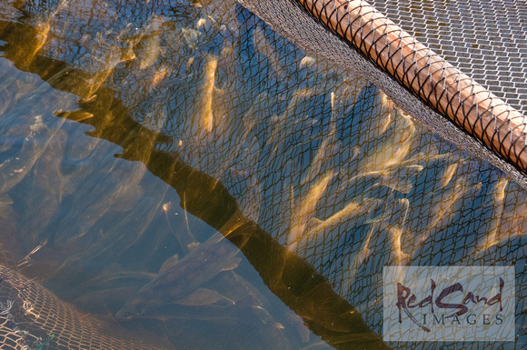 Walleye Fish in Net Awaiting Egg Stripping