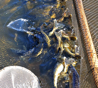 Walleye Fish in Net Awaiting Egg Stripping