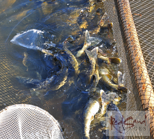 Walleye Fish in Net Awaiting Egg Stripping