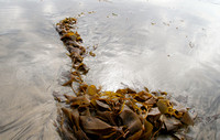 Kelp Run