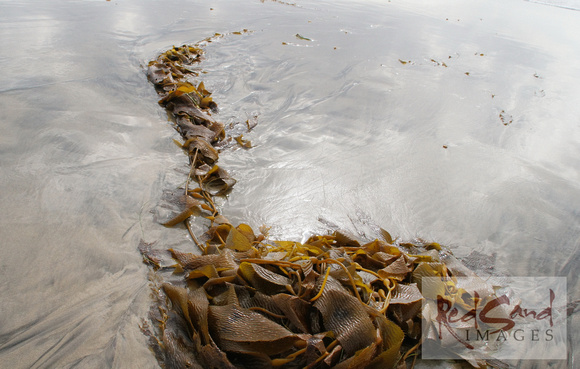 Kelp Run