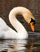 Feeding Swan (titled)