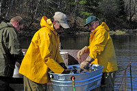 Fish Selection for Egg Stripping - MN Walleyes