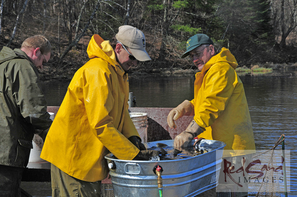 Fish Selection for Egg Stripping - MN Walleyes