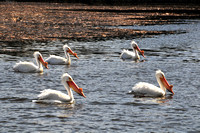 Pelicans Waiting for a Fish Meal