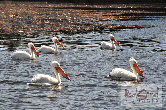 Pelicans Waiting for a Fish Meal