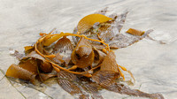 Kelp Bouquet