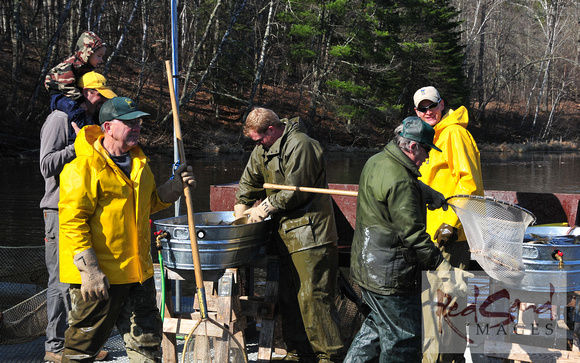 Fisheries Crew from MN DNR - Egg Stripping