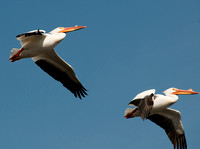 Pelicans in Flight