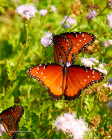 Three Butterflies