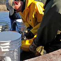 Eggs Being Stripped From Walleye