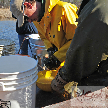 Eggs Being Stripped From Walleye