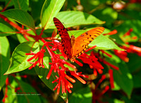 Butterfly on Red