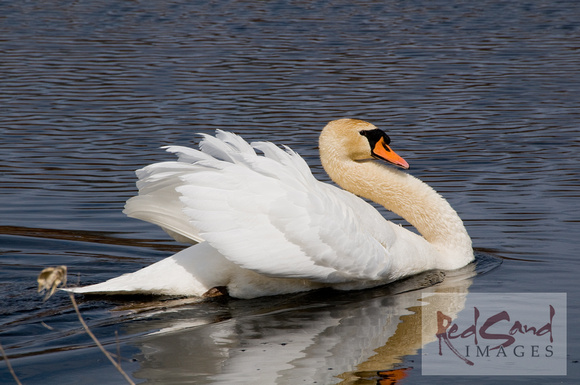 Proud Swan