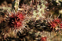 Cactus Leaves