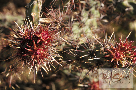 Cactus Leaves