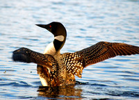 Loon Stretching its Wings