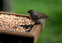 Wren in Feeder