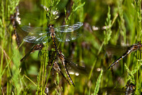 Dragonfly - Landscape