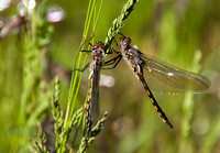 Dragonfly Pair