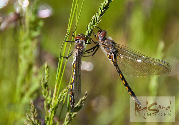 Dragonfly Pair