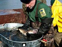 Selecting a Walleye for Egg Stripping