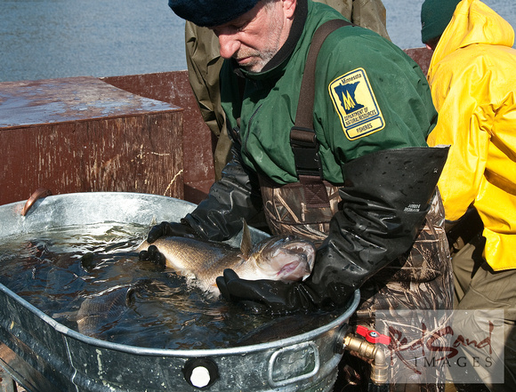 Selecting a Walleye for Egg Stripping