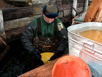 MN DNR Crew Member Washing Walleye Eggs