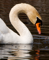 Feeding Swan