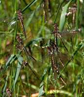 Nine Dragonflies