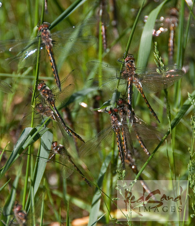 Nine Dragonflies