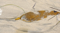 Mapped Kelp