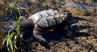 Snapping Turtle (Retired)