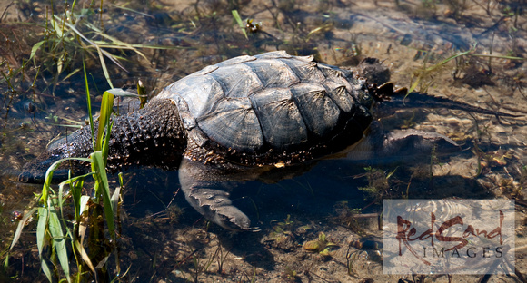 Snapping Turtle (Retired)