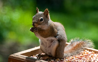 Red Squirrel