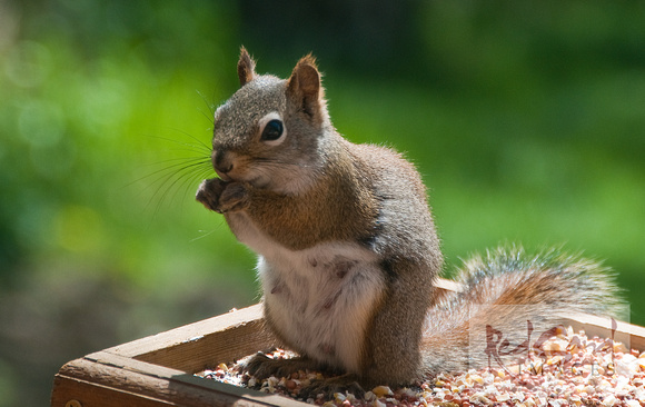 Red Squirrel