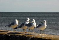 Four Gulls