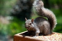 Sqirrel in Feeder