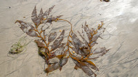 Kelp